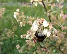 Ручне запилення: секрет рясного врожаю в домашніх умовах - фото з відкритих джерел