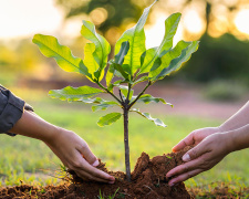 Що посадити в серпні, щоб сад радував навесні - фото з відкритих джерел