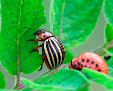 Колорадський кінець- фото з відкритих джерел