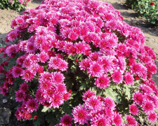 Фото Криворізького ботанічного саду