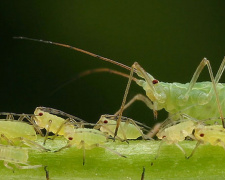 Без хімії і зайвих витрат: як швидко очистити сад від попелиці - фото з відкритих джерел
