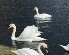 Ви тільки подивіться! У Кривому Розі на річці у парку оселилась велика зграя лебедів (ФОТО)