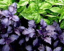 Базилік на вашій тарілці - фото з відкритих джерел