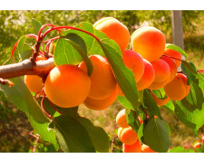 Секрети зберігання абрикосів - фото з відкритих джерел