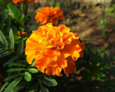 Як використати чорнобривці з користю - фото з відкритих джерел