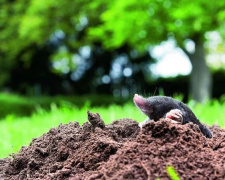 Як вигнати кротів із городу простим і безпечним способом - фото з відкритих джерел