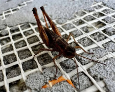 Фото Олена Сердюк