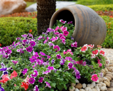 Секрети розкішного цвітіння петуній - фото з відкритих джерел