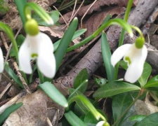 Весна все-таки пришла: в Кривом Роге появились первые весенние цветы (ФОТОФАКТ)