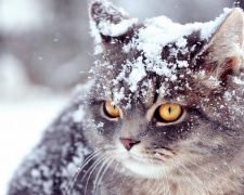 Грудень 2025: скільки відпочиватимуть українці - фото з відкритих джерел