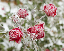 Як врятувати троянди від морозів у січні - фото з відкритих джерел
