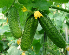 Як зробити огірки смачними - фото з відкритих джерел