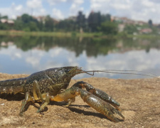 Фото з відкритих джерел