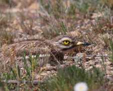 Лежень, фото Віктора Севидова