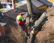 Помилки під час спилювання дерев, які можуть дорого коштувати - фото з відкритих джерел
