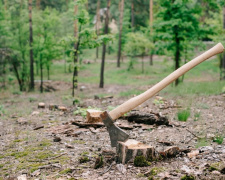 Викорчовувати чи залишити: що робити з пнем на дачі - фото з відкритих джерел