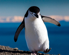 Чому милий пінгвін може бути небезпечним - фото з відкритих джерел