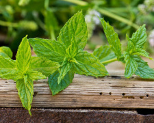 Чим корисна м’ята - фото з відкритих джерел
