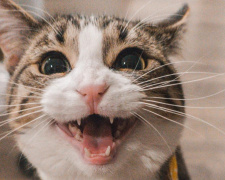 Що означають незвичайні поведінкові «капризи» кота - фото з відкритих джерел