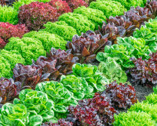 Подвійний врожай салату з однієї грядки - фото з відкритих джерел