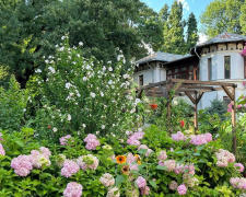 Як прикрасити сад за мінімальні гроші: найкращі однорічні рослини - фото з відкритих джерел
