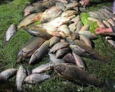 Рибний день: у Криворізькому районі троє рибалок витягли сітками понад центнер риби