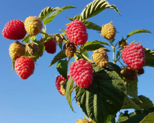 Малиновий бум - фото з відкритих джерел