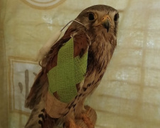 Боривітр Шрайк, фото Вероніки Конькової