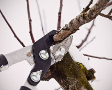 Обрізка взимку: для яких рослин це небезпечно - фото з відкритих джерел