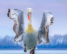 Выбраны лучшие фотографии птиц в 2019 году (ФОТО)