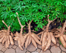 Маніок: смертельний корінь, який годує пів мільярда людей - фото з відкритих джерел