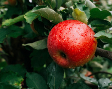 Як отримати рясний та якісний урожай - фото з відкритих джерел