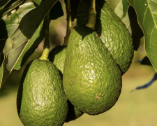 Авокадо на підвіконні: покроковий гід для початківців - фото з відкритих джерел