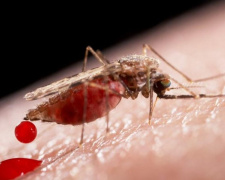 малярія в Україні, фото з відкритих джерел 