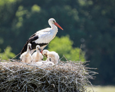 Чому Грицик вигнав Катрусю і що приховує природа - фото з відкритих джерел