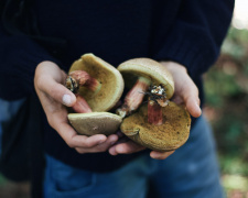 У Кривому Розі школярка отруїлася дикорослими грибами: що з дитиною