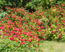 Королева квітів – троянда: у Кривому Розі запрошують до ботанічного саду