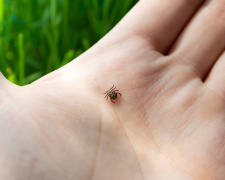 Фото з відкритих джерел