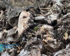 Незаконні відходи, фото Дніпропетровської обласної прокуратури 