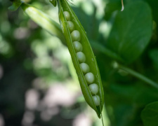 Чи варто їсти консервований горошок щодня - фото з відкритих джерел