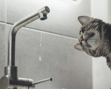 Фото з відкритих джерел