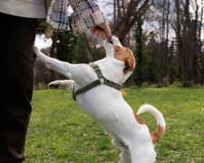 Чому собака ігнорує команди - фото з відкритих джерел