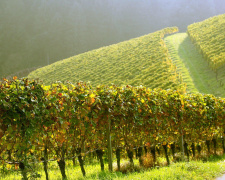 Чи можна садити разом різні сорти винограду - фото з відкритих джерел