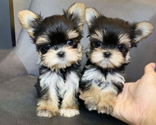 Вибираємо ім’я для кота чи собаки - фото з відкритих джерел