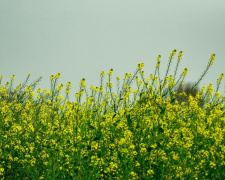 Що любить земля після картоплі: поради для дачників - фото з відкритих джерел