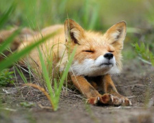 сезон "тиші", фото ілюстративне