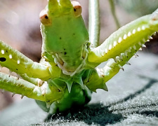 Фото Світлани Кияк