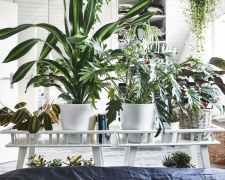 Ефектні кімнатні рослини, які варто мати у кожному домі - фото з відкритих джерел