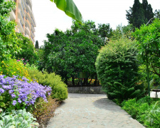 Які дерева не варто садити на дачі - фото з відкритих джерел