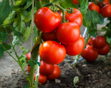 На якій відстані садити помідори - фото з відкритих джерел